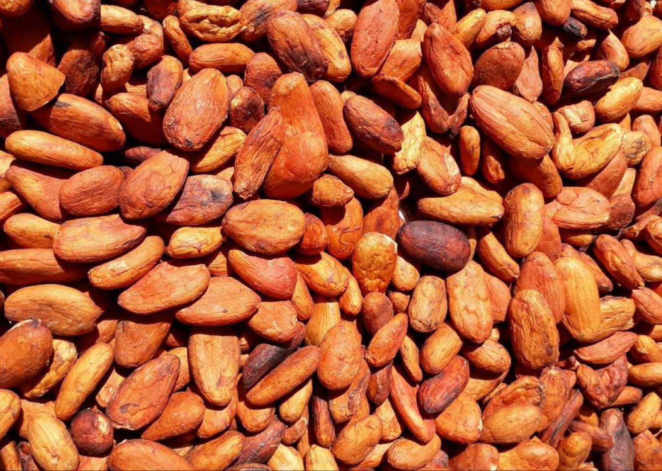 Mexico Lavado Unfermented Cermonial Xocolatl Cacao Mass Wholesale 1kg